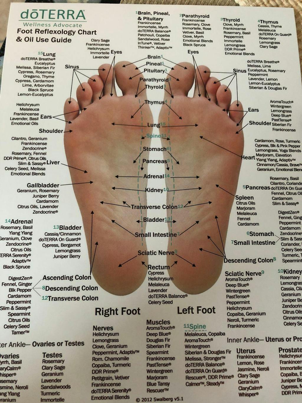 Hand & Foot Reflexology Chart - Large 8.5