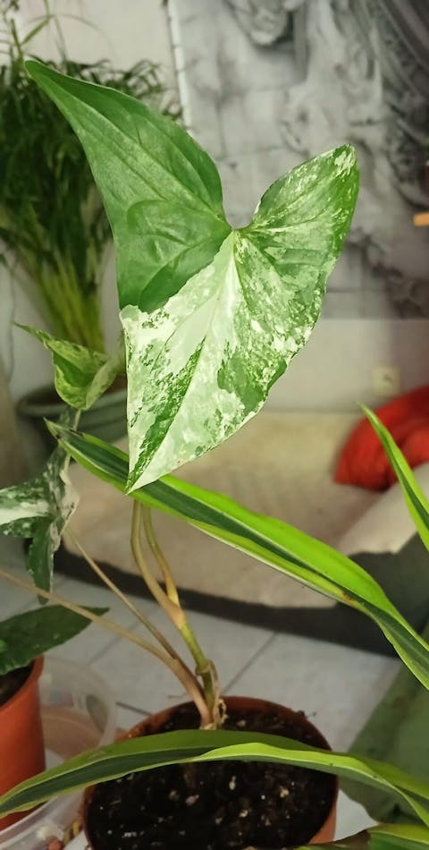 Best Combo Bundling of 4 Plants Philodendron Burlemarx Variegated, Syngonium Albo Variegated, Syngonium Aurea, Spathiphyllum Peace Lily Variegated