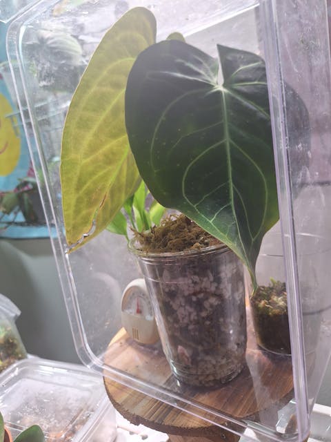 Anthurium Magnificum Hybrid