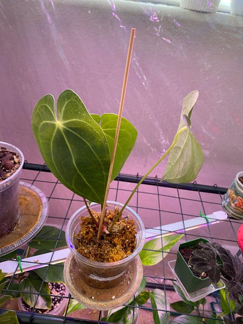 Best Combo Bundling of Anthurium Vittarifolium, Crystallinum, Magnificum, Verde and Anthurium Norte