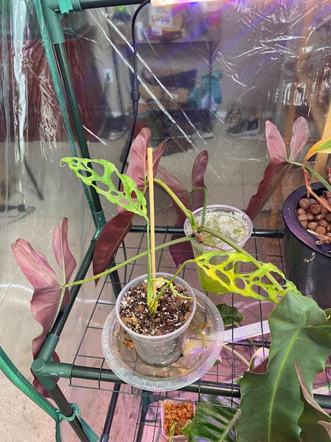 Monstera Obliqua Peru