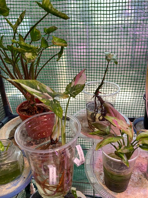 Syngonium Red Spot Pink on Pink