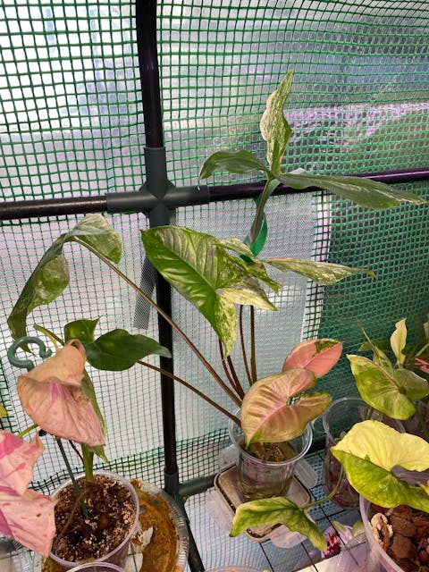 Syngonium Mint of Sumatra