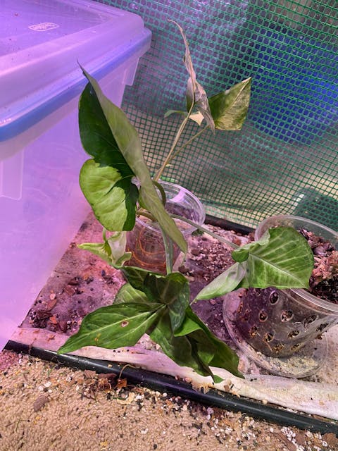 Syngonium Green Beauty a.k.a. Pandan Twister