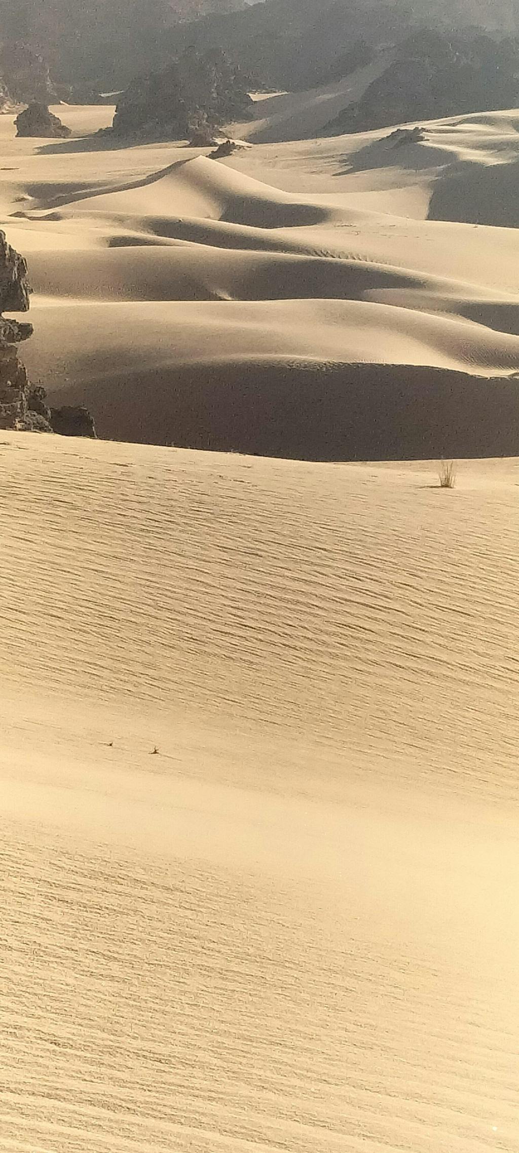 Botella con filtro ÖKO (filtro incluido)