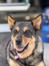 OLIRQ Liquid Collagen Formula