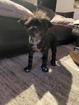 OLIRQ Liquid Collagen Formula