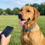 OLIRQ Liquid Collagen Formula