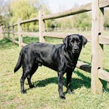 OLIRQ Liquid Collagen Formula