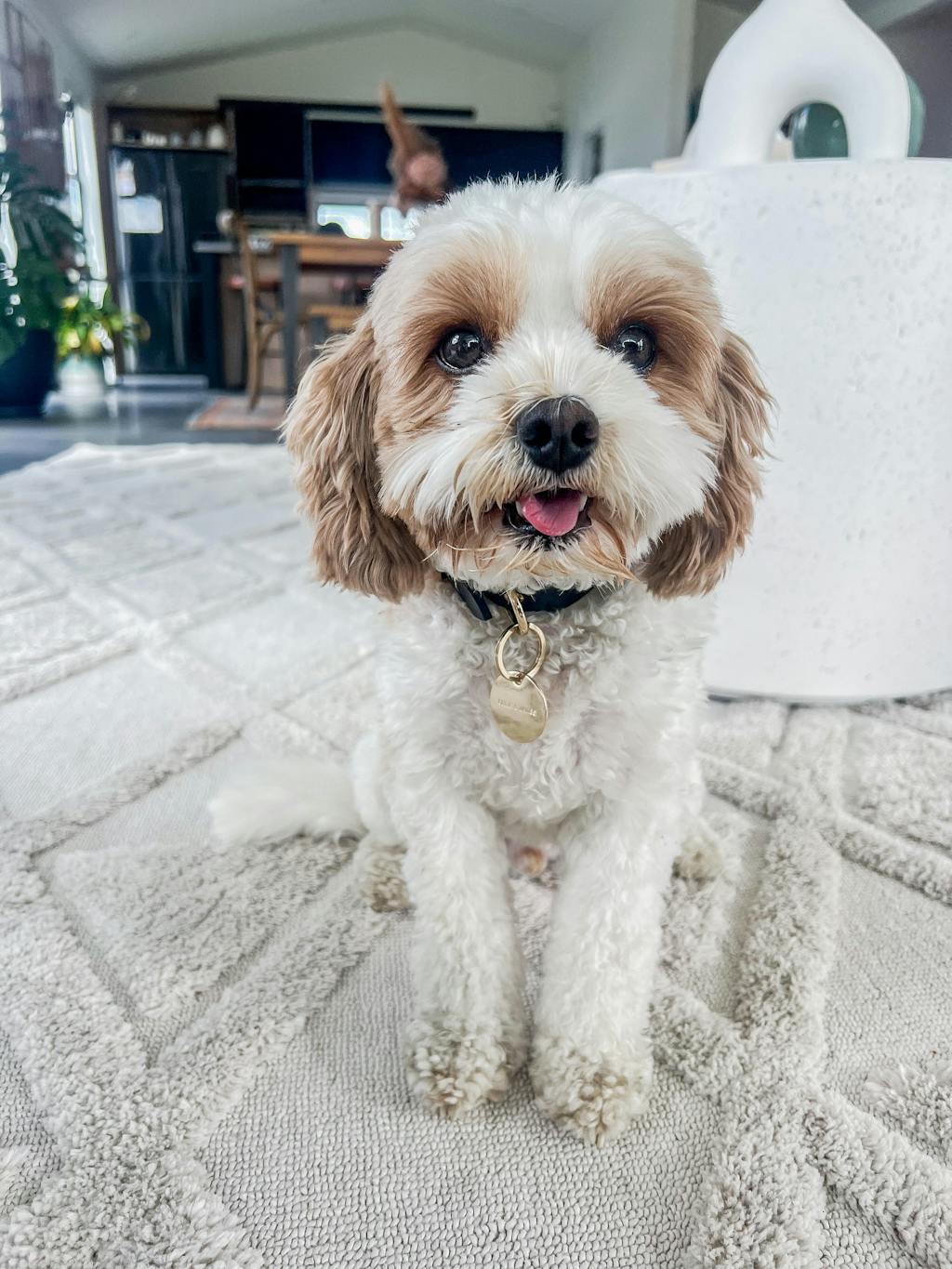 Italian Leather Dog Collar – Blush – OLLIE & JAMES