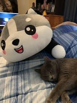 صورة المستخدم