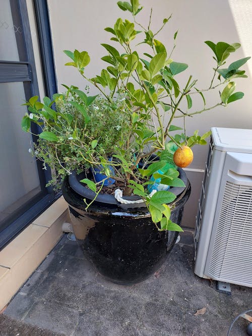 Omnia Plant Glider - 90kg - 2 Pack