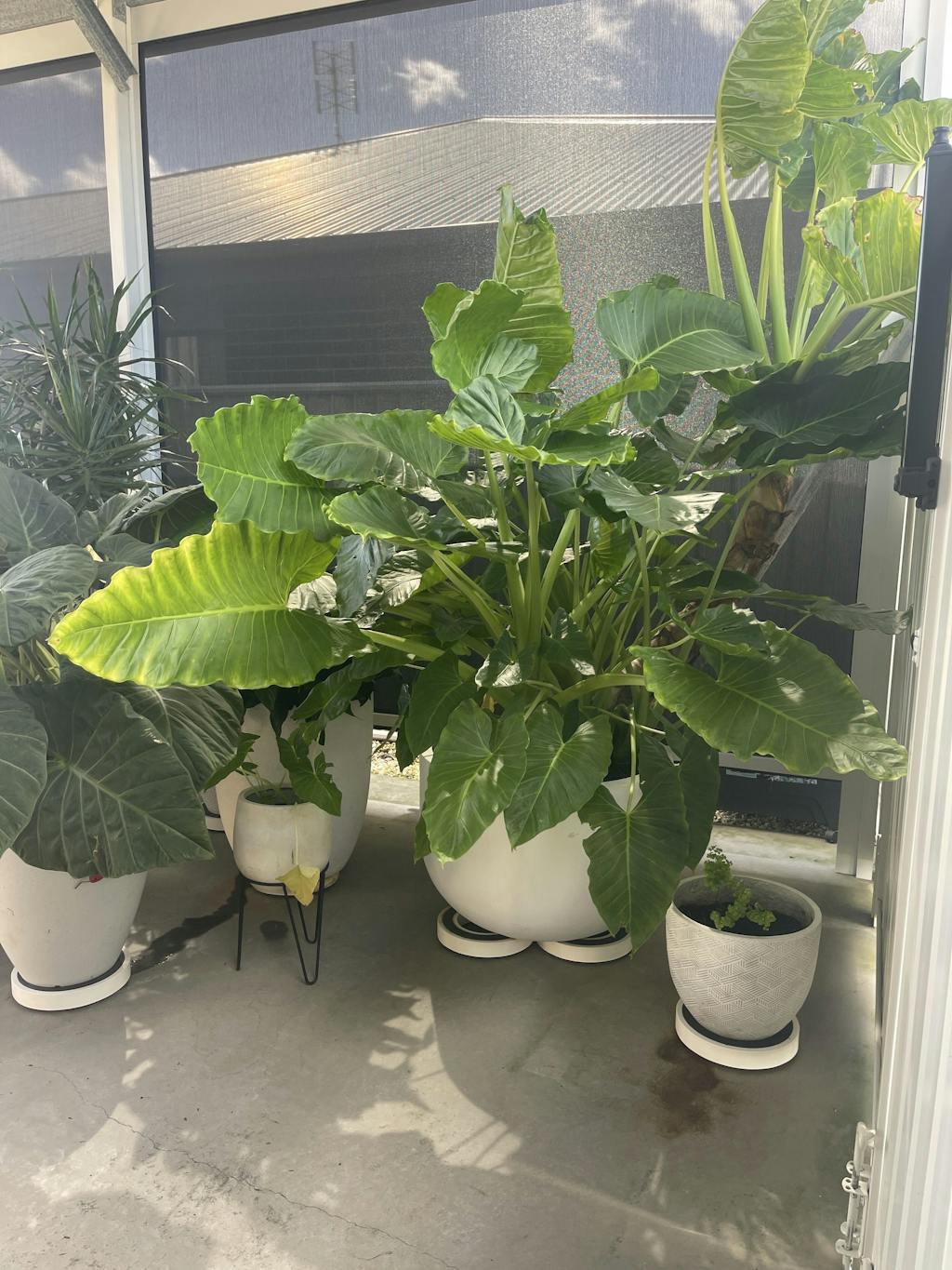 Omnia Plant Glider - 90kg - 4 Pack