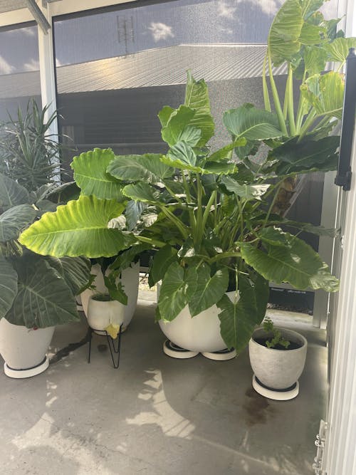 Omnia Plant Glider - 90kg - 4 Pack