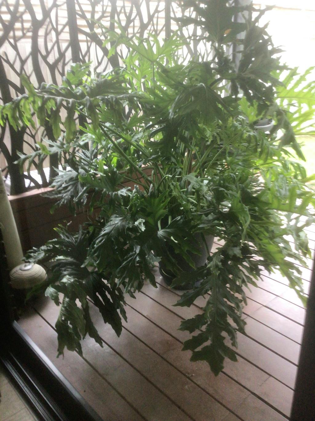 Omnia Plant Glider - 90kg - 4 Pack