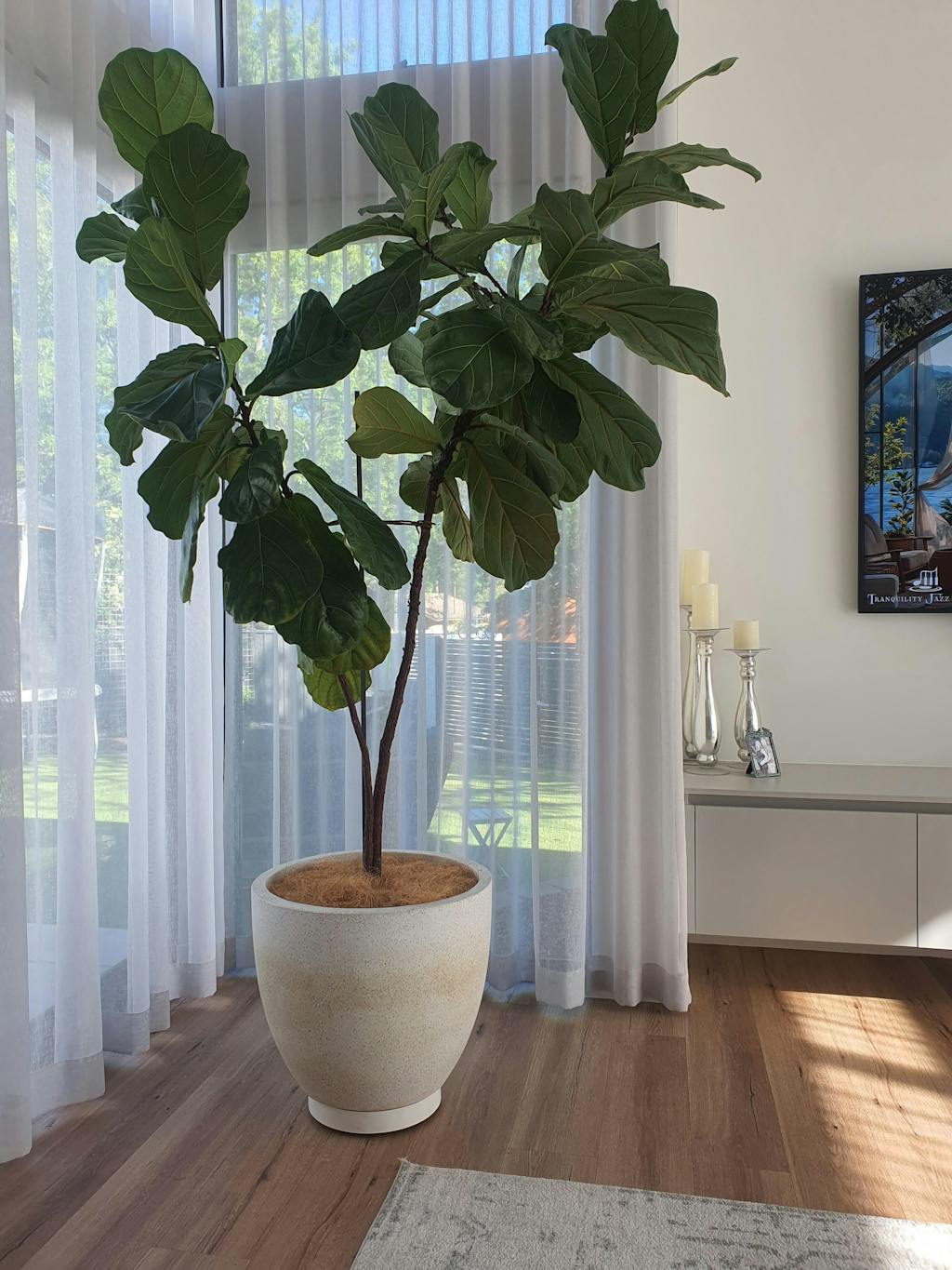 The Original Plant Glider | 30cm (90kg)