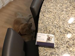 Cancer Screening Test for Dogs - Premium