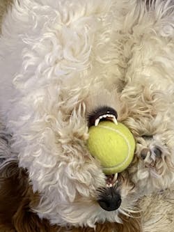 Cancer Screening Test for Dogs - Premium