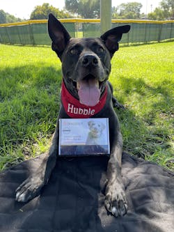 Cancer Screening Test for Dogs - Premium