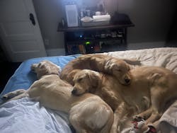 Cancer Screening Test for Dogs - Premium