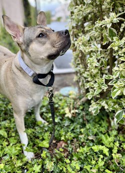 Cancer Screening Test for Dogs - Premium