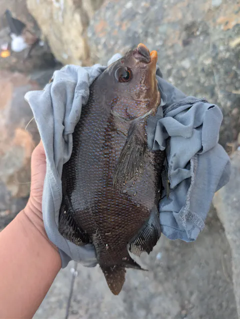 Dried Lugworm : #1 Bait for Surf & Pier