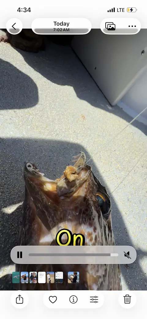 Dried Lugworm : #1 Bait for Surf & Pier