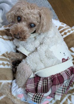 犬用満腹感サポート 小型犬用 S 3kg