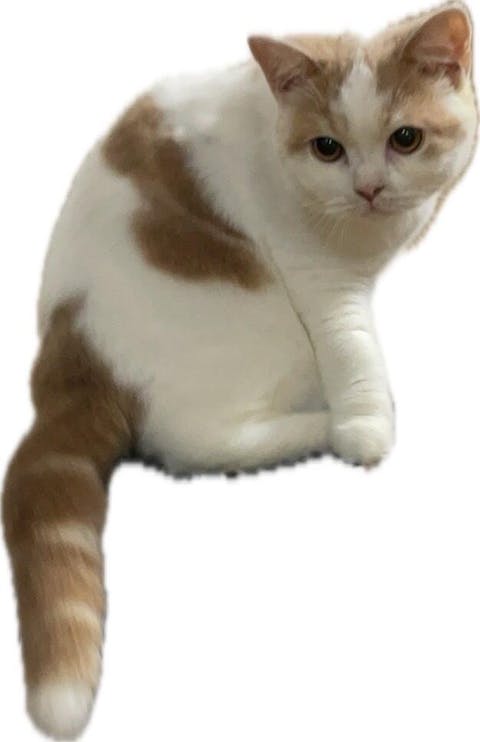 猫用 消化器サポート キトン 400gx1