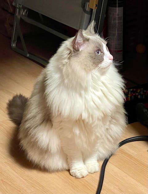 猫用 消化器サポート(可溶性繊維)2kgx1