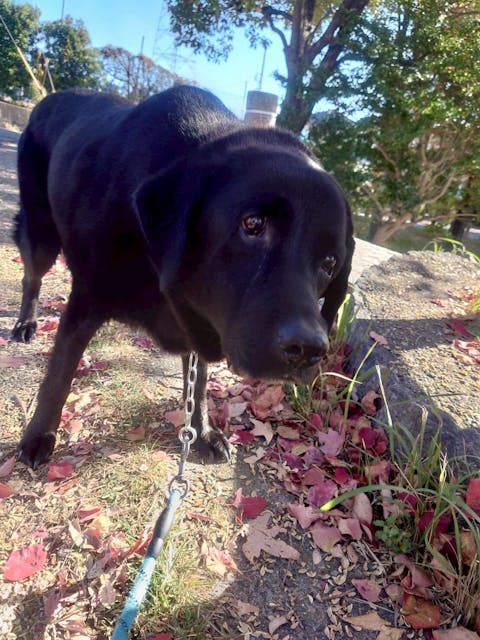 犬用 セレクトスキンケア 14kg