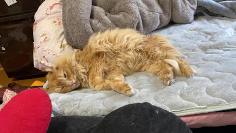 猫用 ユリナリーS/O+CLT 4kgx1