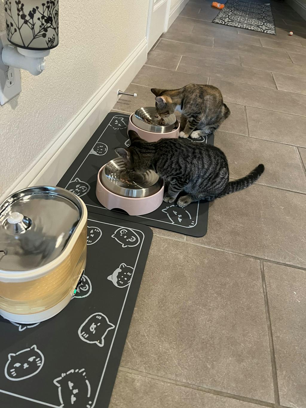 Freeze Dried Pumpkin