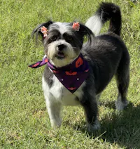 Perfect Powder Supplement