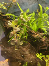 philodendron mayoi pflege Philodendron Mayoi | Care Guide and Pro Tips - Delivery from Toronto across  Canada main image 1