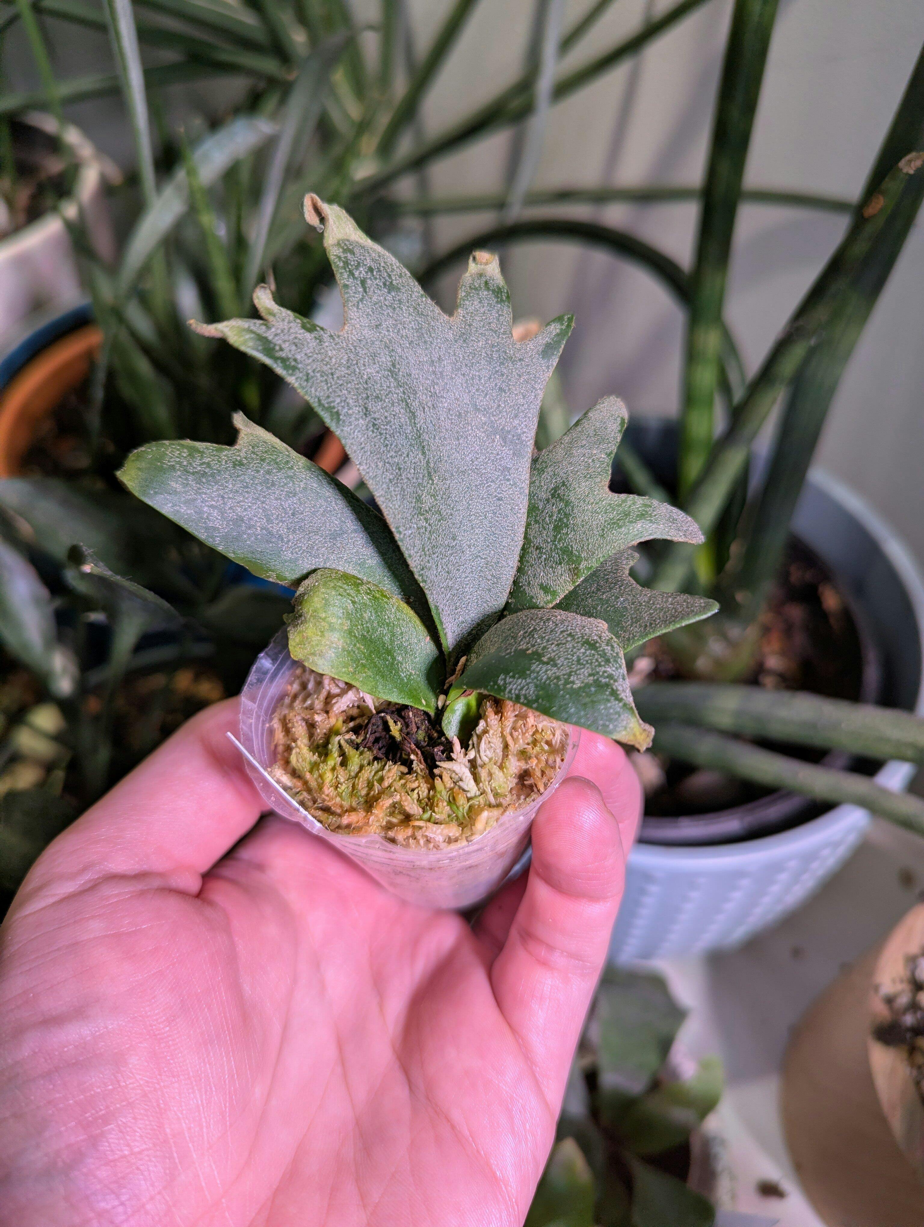 Bare-root]Platy. willinckii 'nano'侏儒爪哇nano [In Stock] – Orchidmart