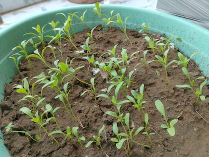 Buy Best Quality Spinach Seeds Online Organicbazar