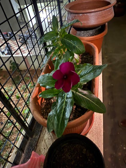 Buy Best Quality Vinca Pacifica XP (Bold Mixture) Mix Seeds