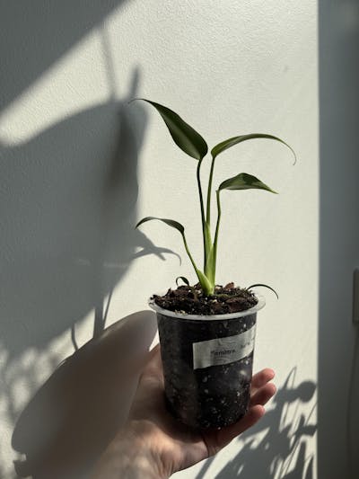 Monstera Burle Marx Flame
