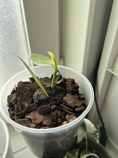 Vaniljorkidé 'Vanilla planifolia'