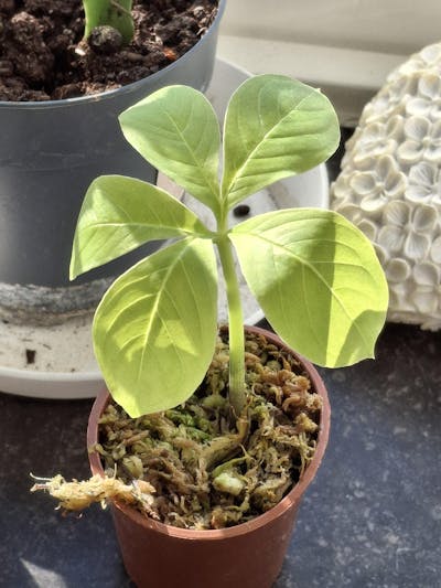 Amorphophallus paeoniifolius | Knölkalla