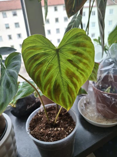 Philodendron verrucosum