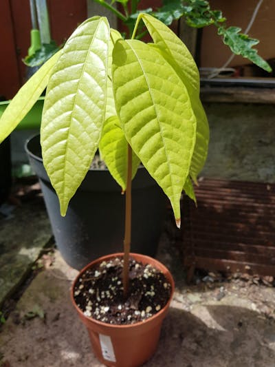Kakaoträd 'Theobroma cacao'