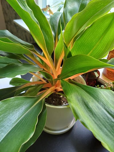 Chlorophytum orchidastrum 'Kamerunlilja'