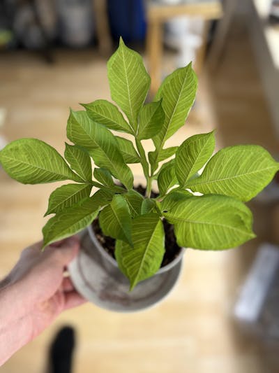 Amorphophallus konjac 'Konjakknölkalla'