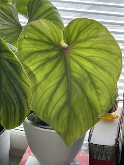 Philodendron plowmanii