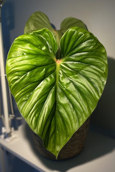 Philodendron plowmanii