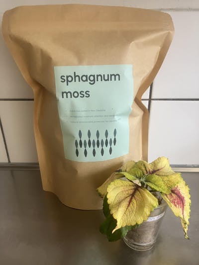 Sphagnummossa
