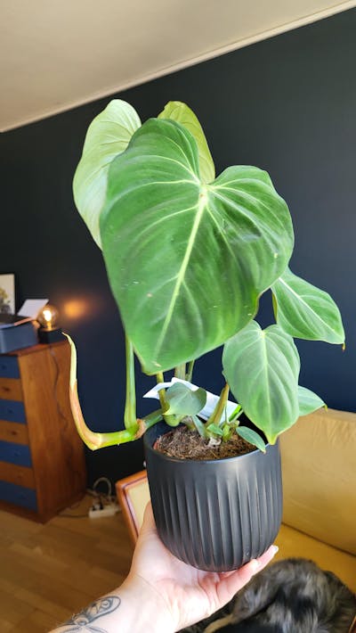 Philodendron gloriosum