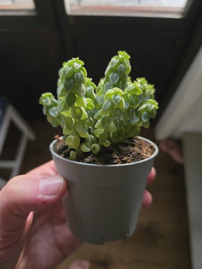 Peperomia columella